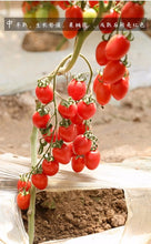 Load image into Gallery viewer, Small Tomatoes Plant Fruits Bath Salts 120Pcs Cherry Tomatoes Essence SG-04
