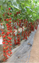 Load image into Gallery viewer, Small Tomatoes Plant Fruits Bath Salts 120Pcs Cherry Tomatoes Essence SG-04
