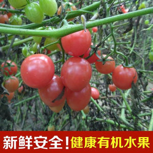 Small Tomatoes Plant Fruits Bath Salts 120Pcs Cherry Tomatoes Essence SG-04