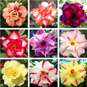 Plant Flower Bath Salts Multicolor Adenium Obesum Essence 100Pcs XZZ-93