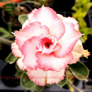 Plant Flower Bath Salts Multicolor Adenium Obesum Essence 100Pcs XZZ-93