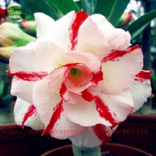 Load image into Gallery viewer, Plant Flower Bath Salts Multicolor Adenium Obesum Essence 100Pcs XZZ-93
