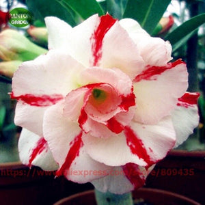 Plant Flower Bath Salts Multicolor Adenium Obesum Essence 100Pcs XZZ-93