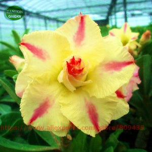 Plant Flower Bath Salts Multicolor Adenium Obesum Essence 100Pcs XZZ-93