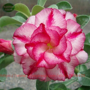 Plant Flower Bath Salts Multicolor Adenium Obesum Essence 100Pcs XZZ-93